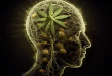 ترمیم مغز بعد از ترک گل