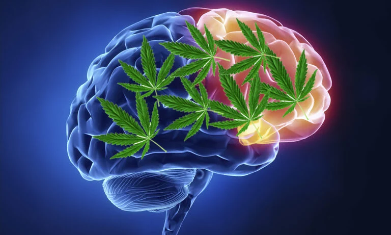 فرآیند ترمیم مغز پس از ترک ماری‌ جوانا